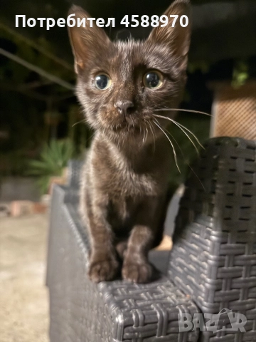 Подарявам котета!!!, снимка 1