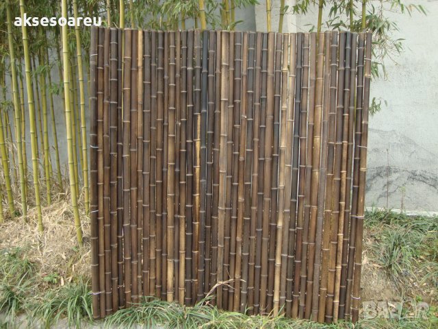 Семена от гигантски бамбук Moso Bambo градински сертифицирани декоративни растения за дома и двора б, снимка 3 - Разсади - 38062500