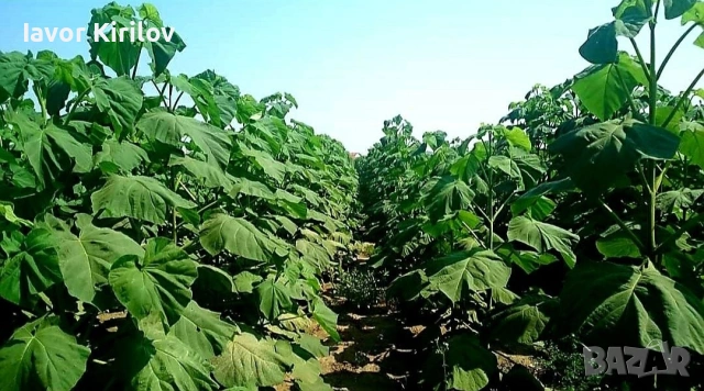 Пауловния , снимка 2 - Разсади - 53951168