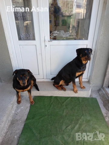 Rotwailer Kuceta majko Jesnko , снимка 3 - Ротвайлер - 53354183