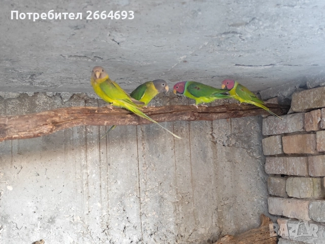 Двойки Сливоглав Александър , снимка 3 - Папагали - 52090794