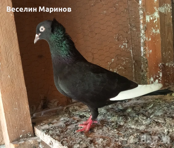 продавам  шуменски  гьлаби  и  американски храна4и, снимка 13 - Гълъби - 50969461