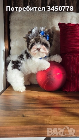 мини йоркшир момче