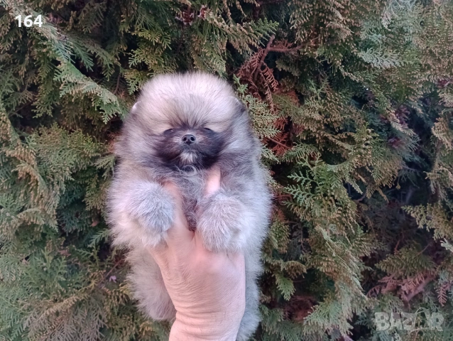 Мини Померан. Реални снимки от 16.03.26 г. Миниатюрно момче ., снимка 2 - Померан - 53895555