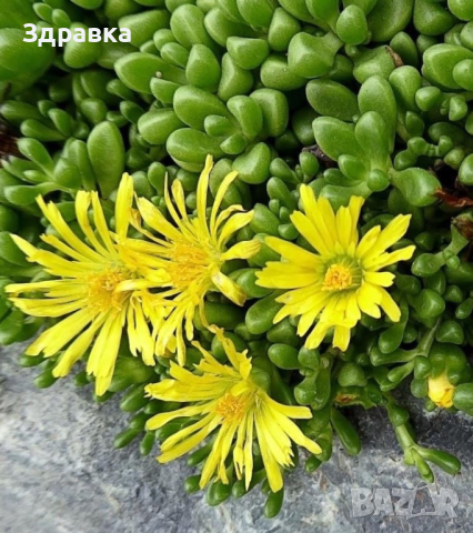 Делосперма 7 цвята , снимка 8 - Градински цветя и растения - 44407392