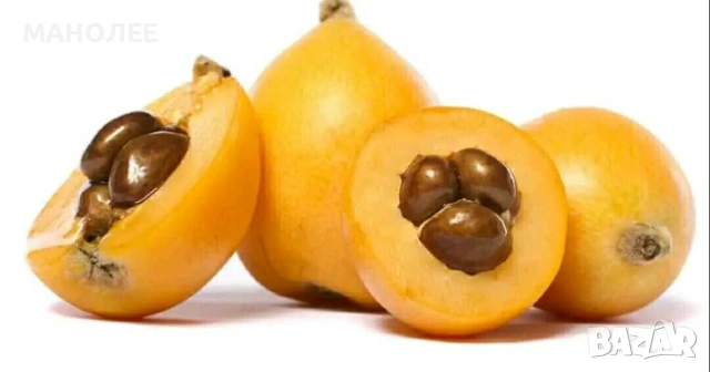 🥝🍒🍓Японска мушмула🍇🍋👌🪴