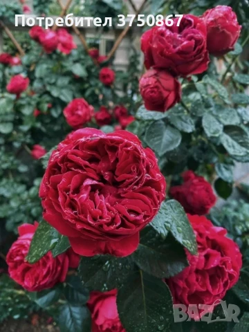 🌹РОЗА 🌹Gpt Red Eden Rose® (Eric Tabarly®) 🌹, снимка 5 - Градински цветя и растения - 51135670