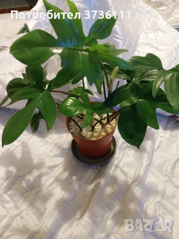 Philodendron Pedatum