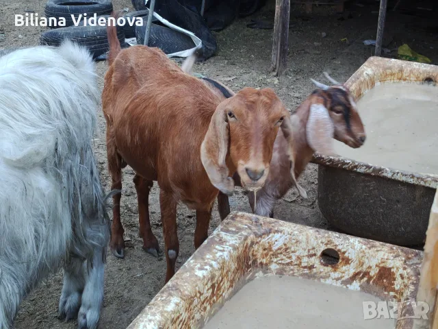 Продавам кози и ярета , снимка 8 - Кози - 55992255