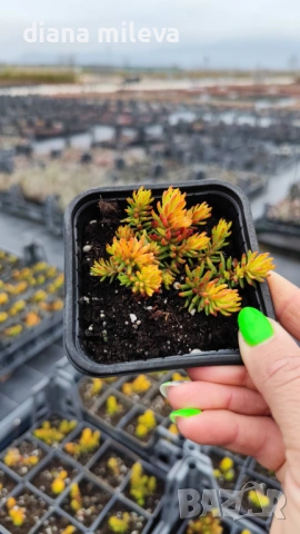 Седум Анджелина, Sedum rupestre Angelina, студоустойчив, снимка 8 - Градински цветя и растения - 47307888