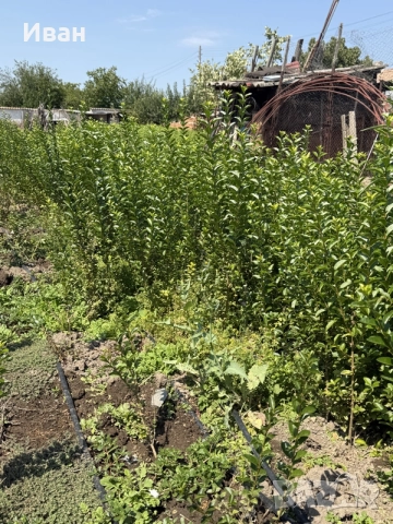 ПРОДАВАМ ЛИГУСТРУМ (ЖИВ ПЛЕТ), снимка 4 - Градински цветя и растения - 56509327