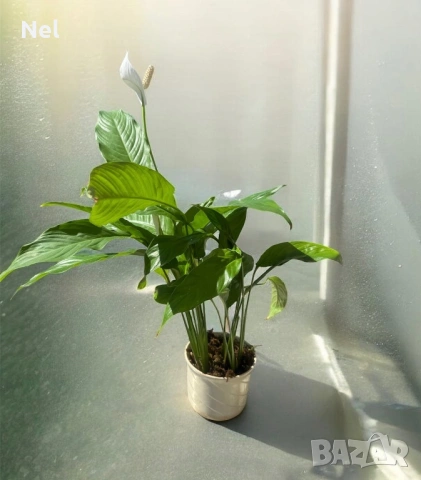 Спатифилум в керамична саксия