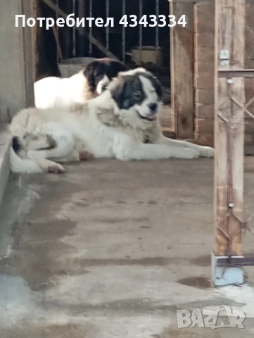 Българско овчарско куче, снимка 12 - Каракачанска овчарка - 51812904