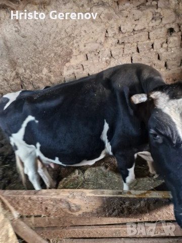 Продавам млекодойна крава , снимка 2 - Крави - 52244396