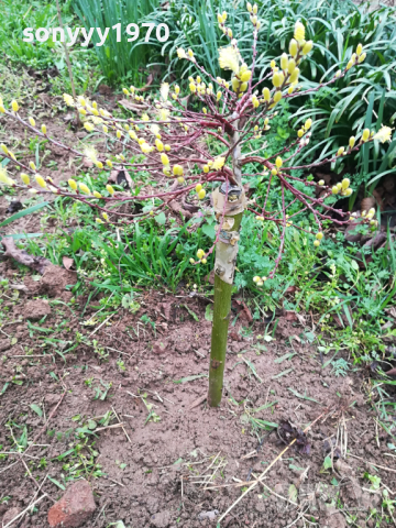 ВЪРБА 60СМ 1203240844, снимка 4 - Градински цветя и растения - 44725165