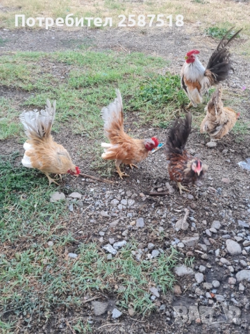 Свободни петлета Серами, снимка 3 - Кокошки и пуйки - 52114410