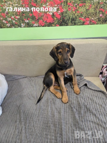 Търся стопани на кученца