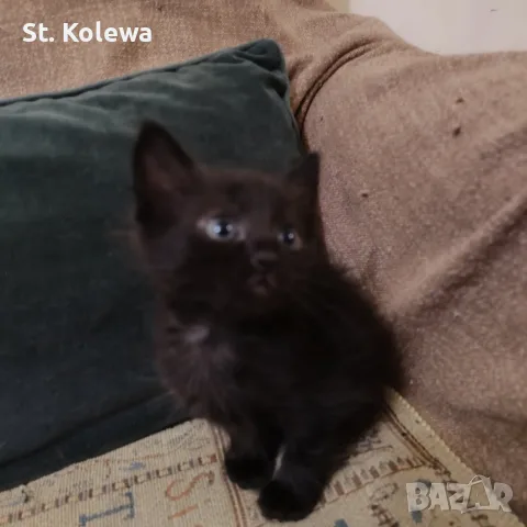 Малки котенца търсят своя дом, снимка 7 - Други - 56339703