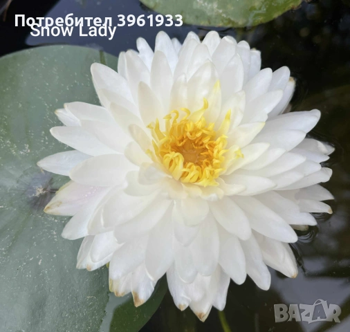 Продавам сортови Водни лилии 