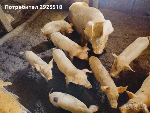 Продавам прасенца малки и големи 