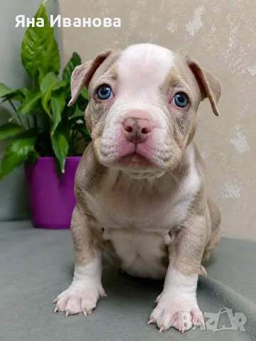American Bully Pocket, снимка 3 - Други - 56332322