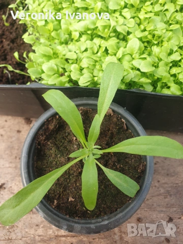 Цветя, снимка 9 - Разсади - 54076484