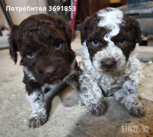 Лагото Романьоло