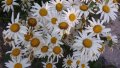 Продавам цветя Градинска маргарита – бяла и жълта, разсад, снимка 2