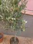Маслина Олеа с плод, снимка 3