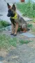 Продавам Белгийска овчарка, снимка 2