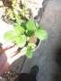 Ягода Fragaria x ananassa Toscana F 1. - Ягода тоскана  Студоустойчива, каскадна и целогодишна, снимка 4