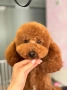 Момченце пудел/ male red poodle, снимка 10