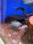 Риби Дискуси – група от 6бр.,здрави и красиви!, снимка 11