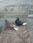 Николаевски гълъби 5 двойки , снимка 15