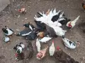 Неми мускусни патки на 6 месеца., снимка 4