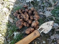 Трюфел(Tuber Borchi) 12 euro, снимка 2