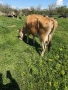 Продавам крава, снимка 3