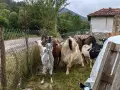 Свободни мъжки и женски, снимка 4