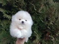 Мъжки мини Померанче. Реални снимки от 12.01.26 г. , снимка 2