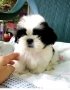 малки бебета Ши тцу , снимка 2