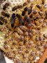 Пчелни майки и отводки , снимка 7