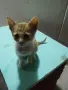 Подарявам котенце, снимка 1