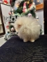 Померан , снимка 5
