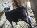 Абърдийн на първо теле и женско теленце на 2 месеца , снимка 4