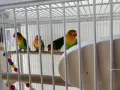 Разпродажба на клетки и птици, снимка 3