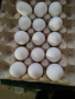 яйца за разплод  от бял Легхорн  консумация, снимка 1 - Кокошки и пуйки - 44533141