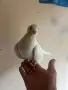 Шуменски гълъби, снимка 6