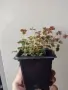 Оксалис, Oxalis vulcanicola Sunset Velvet, снимка 3