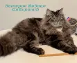 Сибирчета, сибирска котка, сибирски котенца, сибирско коте, хипоалергенни, рижи момчета, снимка 12