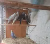 Продавам вълнисти папагали, снимка 2